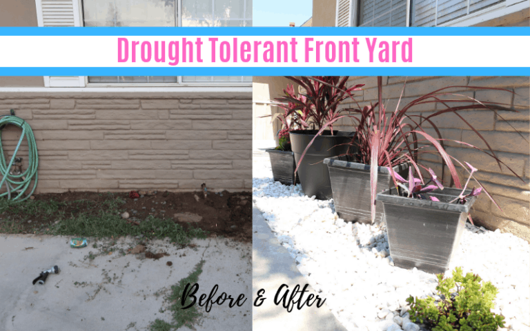 Drought Tolerant Landscape
