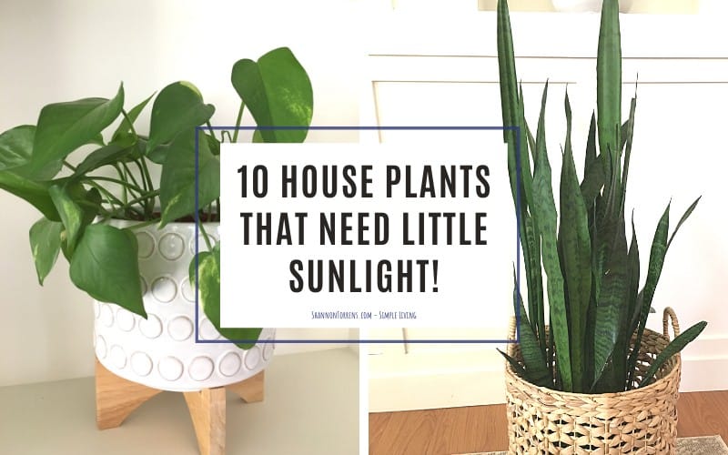 house plants little sun