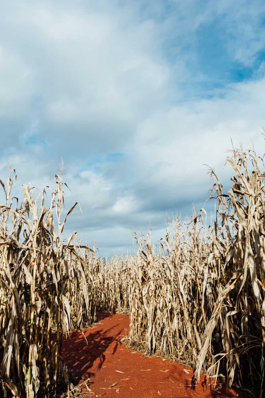 Fall's in Town Corn Brown main image 0