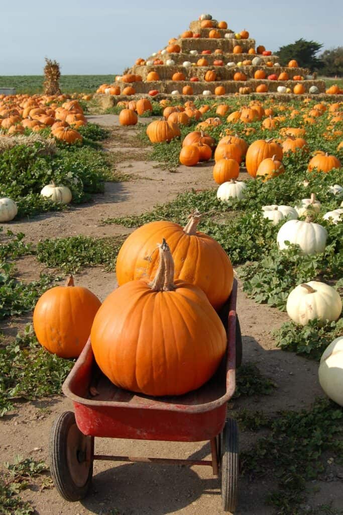 Halloween Fall Pumpkin patch