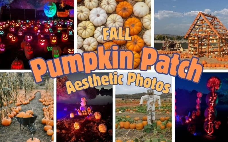fall pumpkin patch aesthetic photos